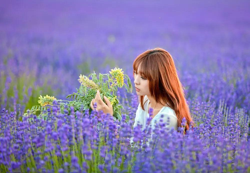 怎样拍好薰衣草照,如何拍紫色薰衣草