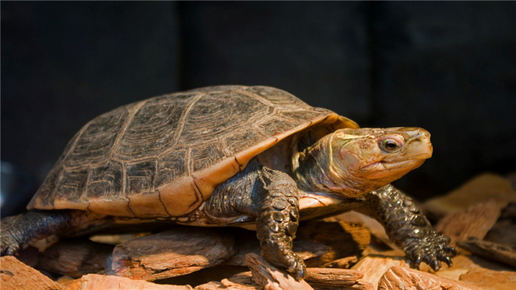 乌龟不吃东西有什么解决方法,乌龟不吃东西解决方法