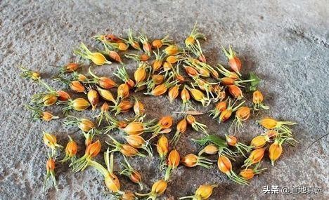 野生栀子泡水喝的功效,野生山栀子功效