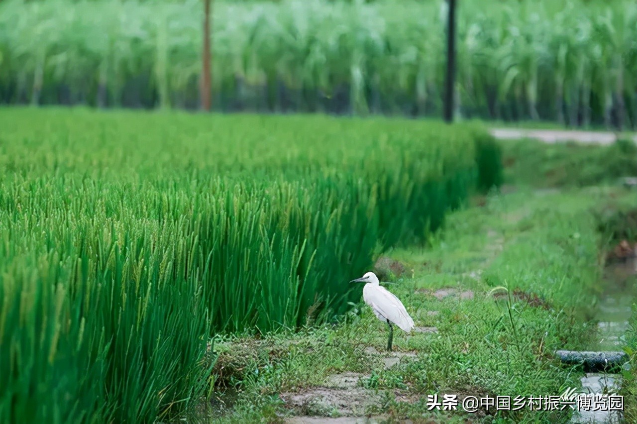 乡村振兴案例2021,乡村振兴案例2022