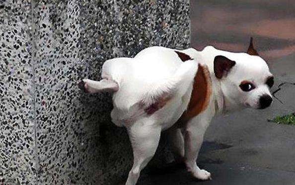 新西兰专家:路边的地衣不壮阳,别再被这些网红产品忽悠了