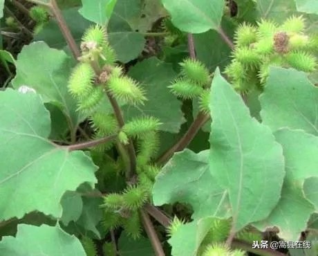 农村比较常见的中草药,农村不可碰的十种草药