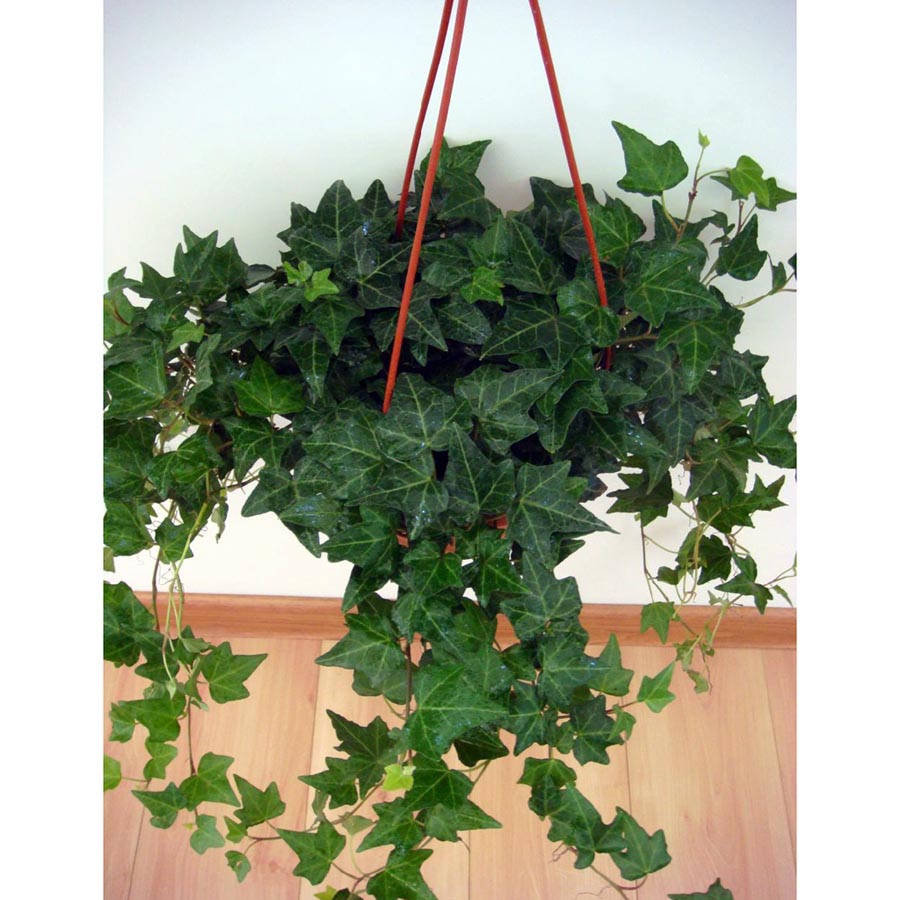 浅谈古代室内的那一抹绿意