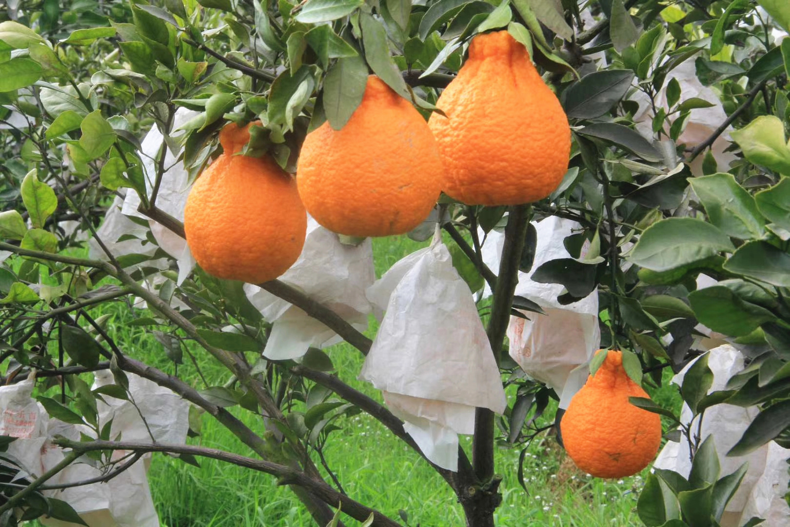 不知火丑柑缺点,不知火丑柑的缺点