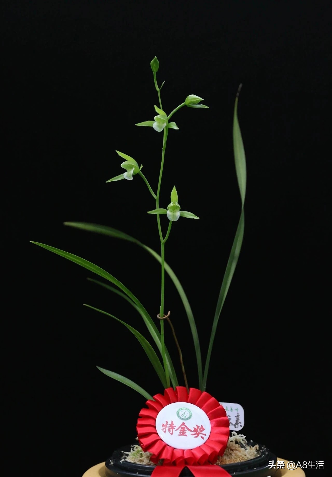 兰花生长习性图片,兰花的生长习性和简介