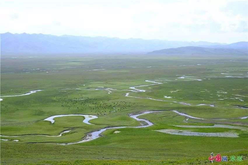 大梅看草原丨盛夏的甘南玛曲，美得脱俗惊艳