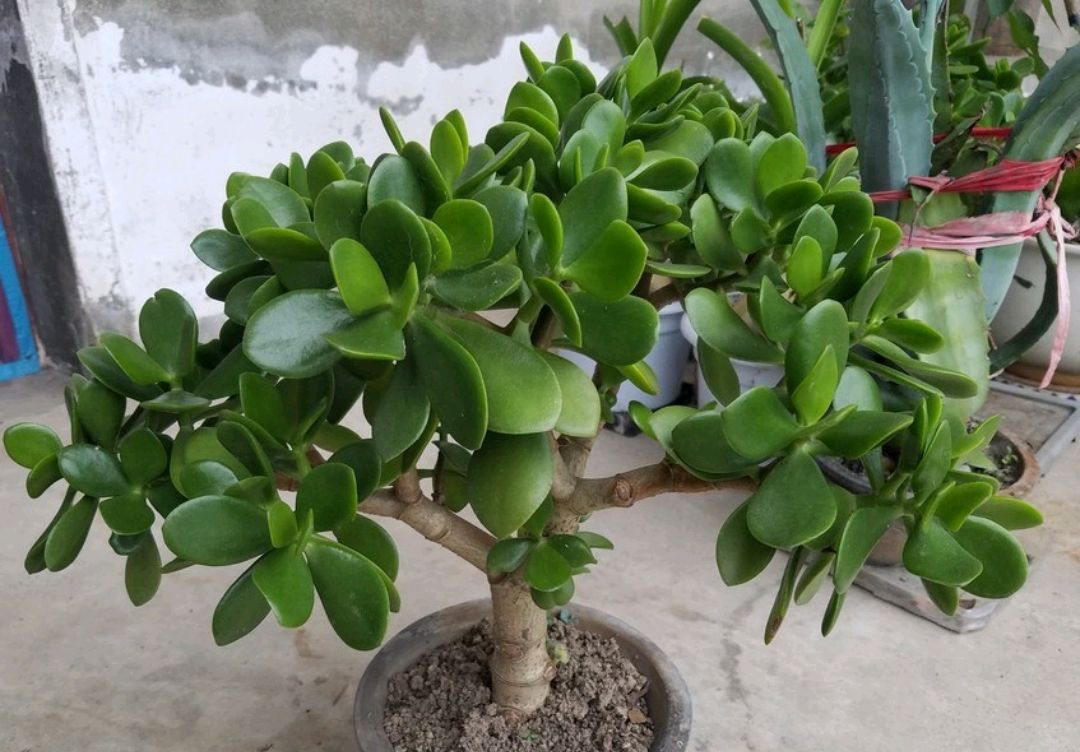 玉树叶子发黄怎么办,玉树叶子发黄是什么原因造成