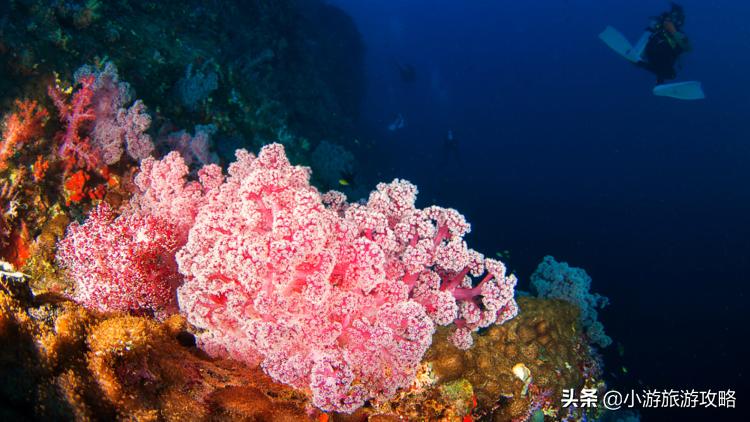 潜水小白必看,潜水圣地三天旅游攻略
