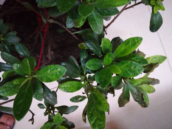 杜鹃花得了叶斑病叶子发黑怎么办,杜鹃花怎么治白粉病