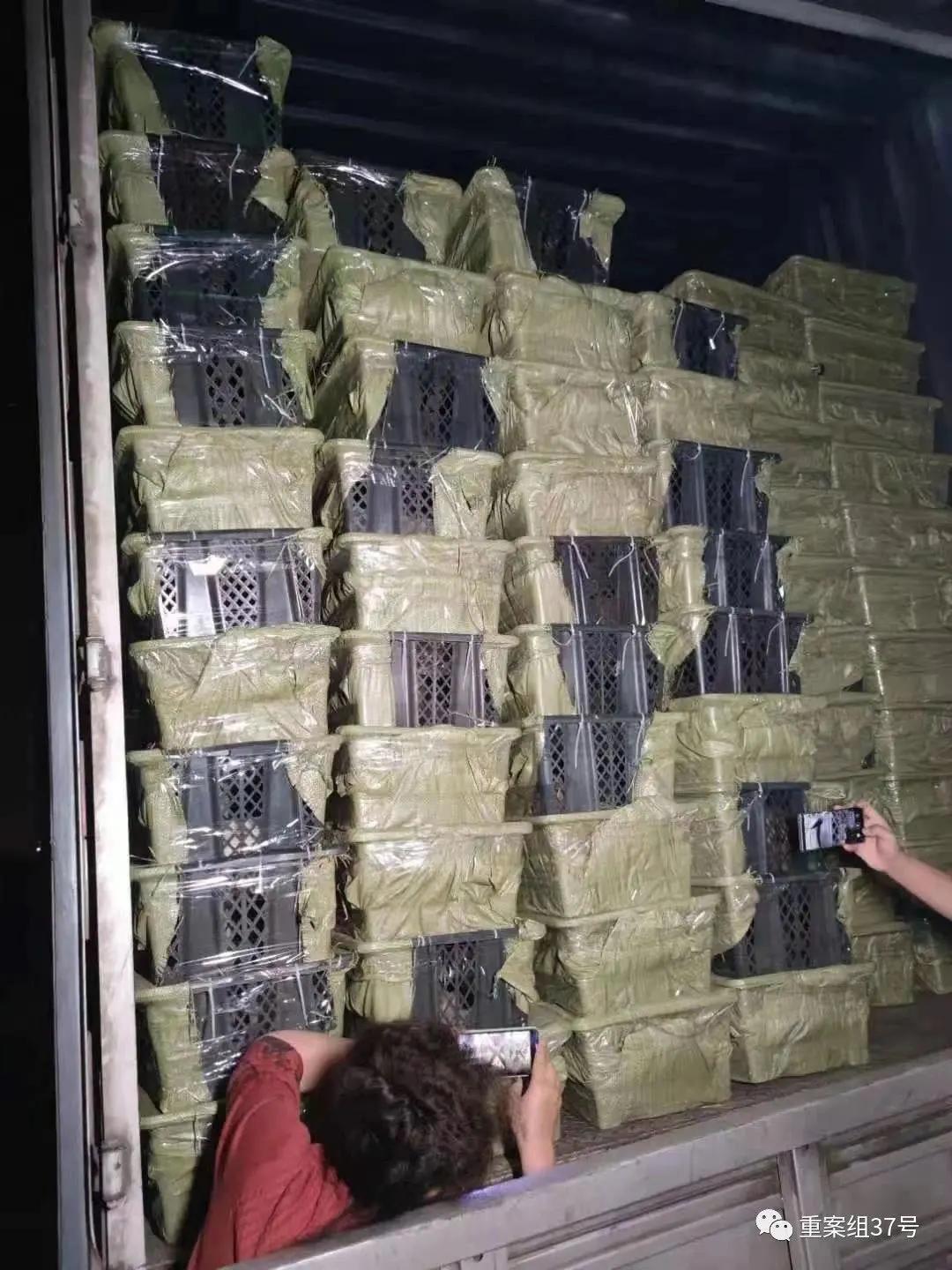 宠物邮寄托运流程,邮寄宠物用什么托运公司