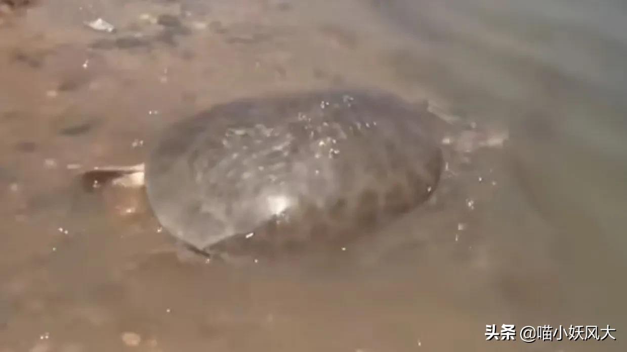 百年巨鳖,百年巨兽被抓视频