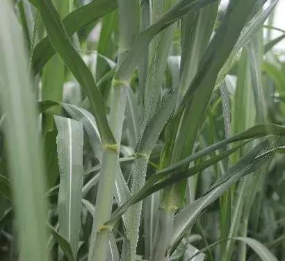 制糖厂最长历史,简阳曾经的大企业