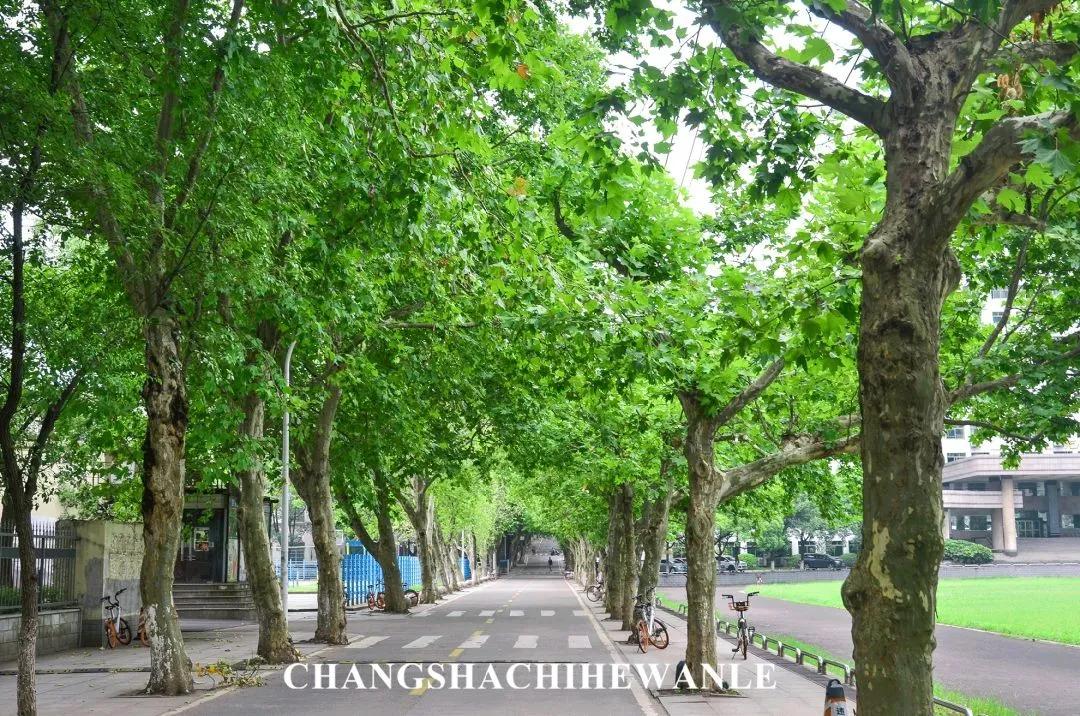 母校我想你,想你母校