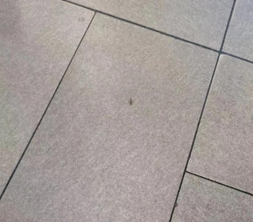 女生包包里面都装什么豆豆,女生的包包装的是什么