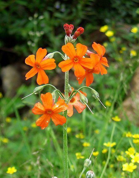 草甸报春花图片,高山草甸报春花图片