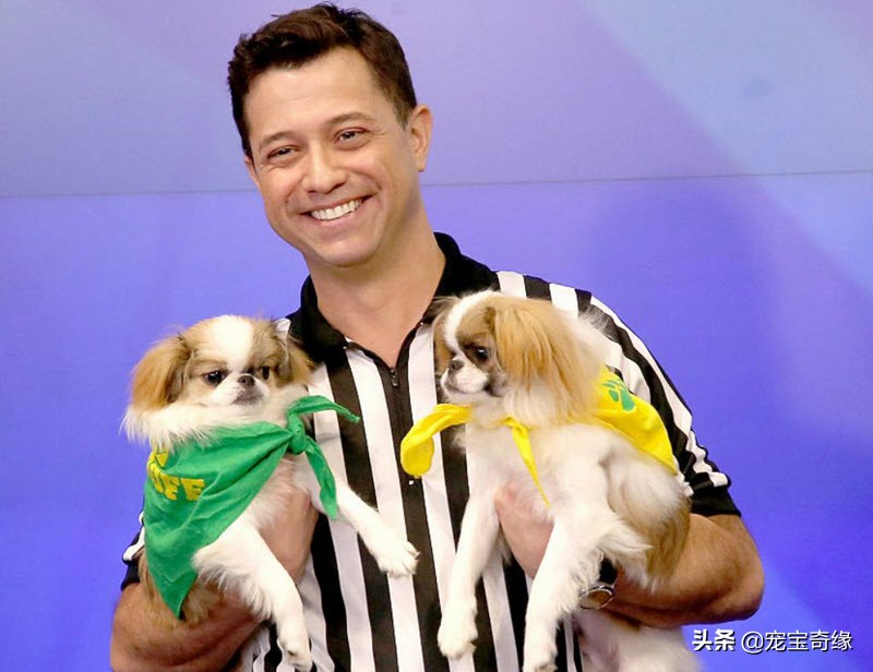 宠物全美大赛,美国奥兰多宠物展冠军