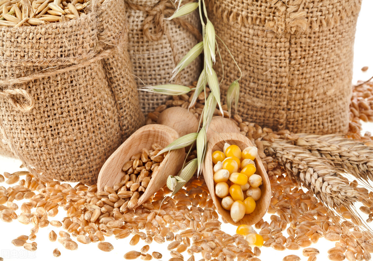 山东玉米行情最新预测,山东玉米行情最新消息