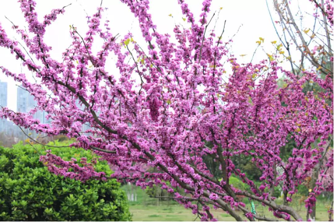 百花图谱大全100幅,工笔百花图谱100种