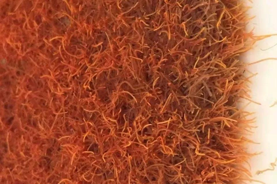 自己养的金鱼捞出来放到河里,为什么钓回来的金鱼自来水养不活