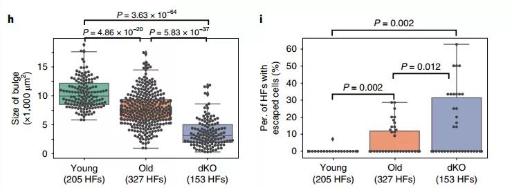 秃头是因为毛囊坏死吗,毛囊干细胞治疗秃头