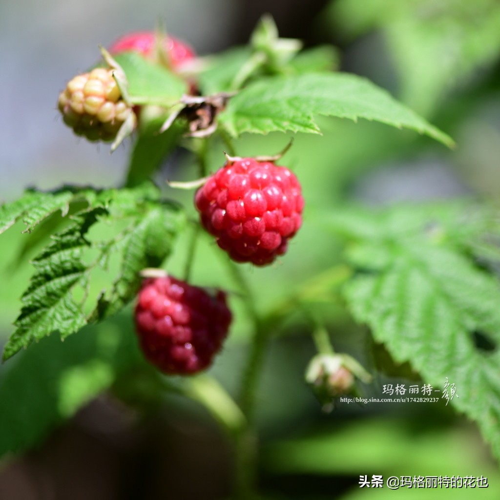花园里种树莓吗,树莓在庭院里如何种植