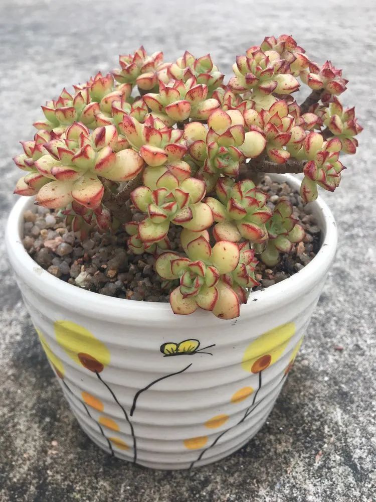 五颜六色的透明多肉,颜色超好看的多肉