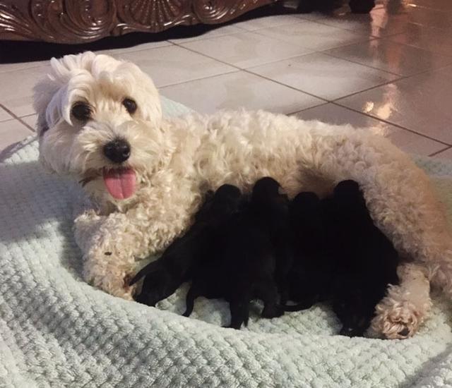 贵宾犬生了一窝的宝宝,贵宾刚生小狗什么样