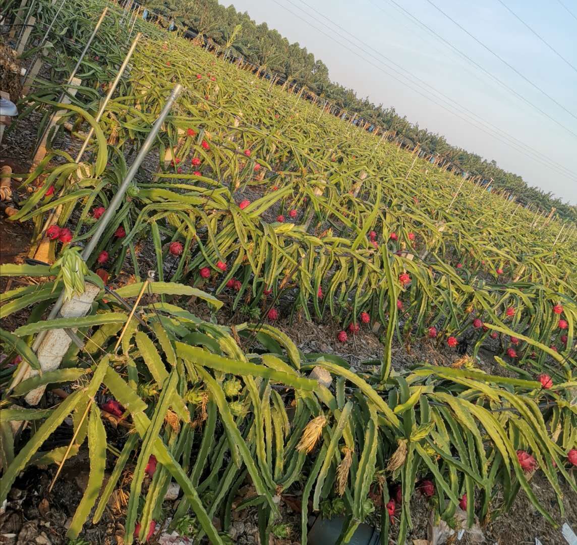 火龙果怎样算是坏了,火龙果怎样是坏了