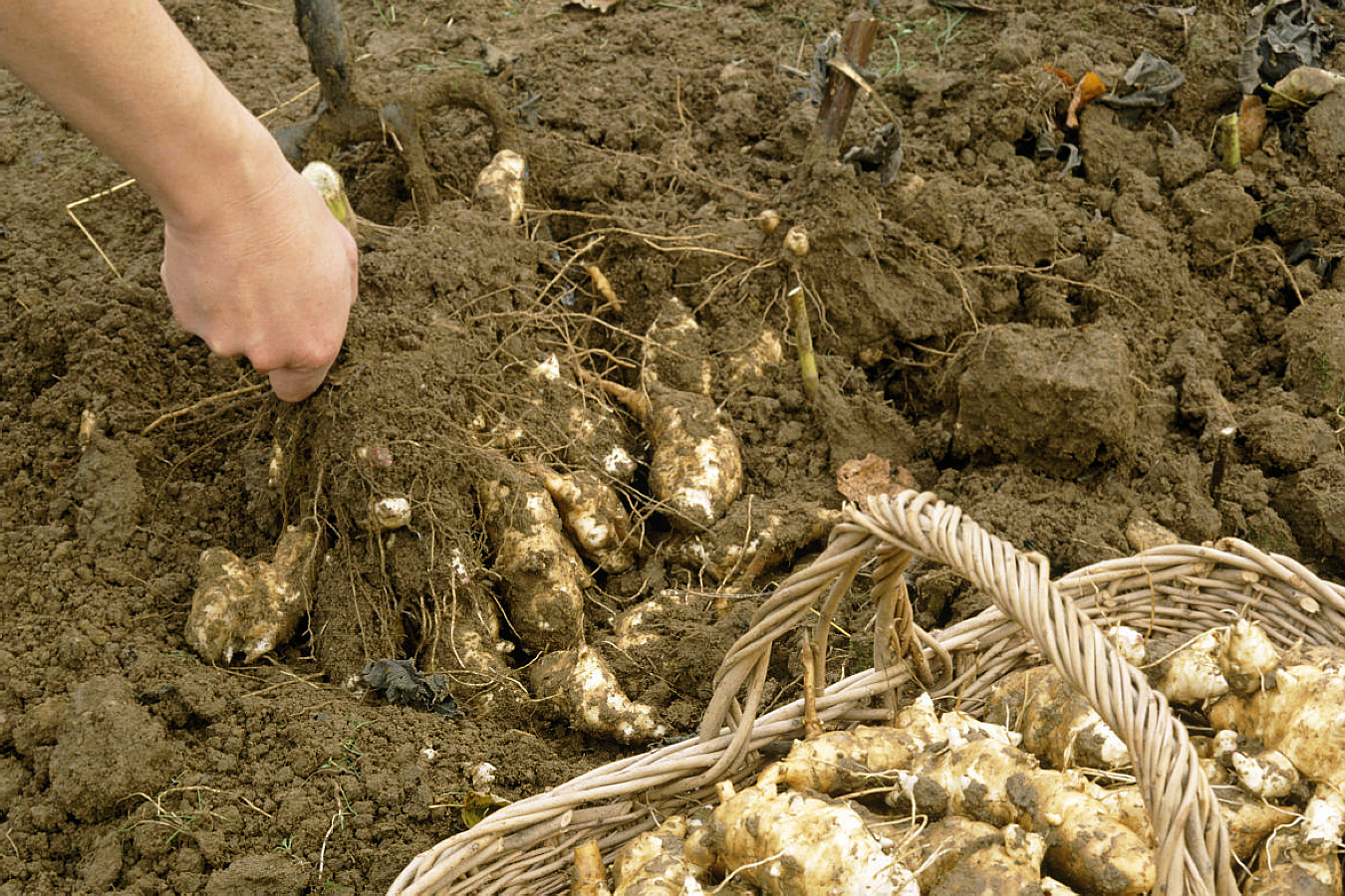 与加拿大一枝黄花齐名的菊芋，在中国却未能泛滥成灾，吃成美食？