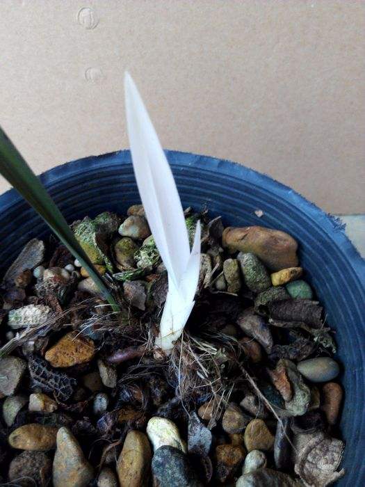 养兰的一些认知和经验,养兰的最大误区是什么