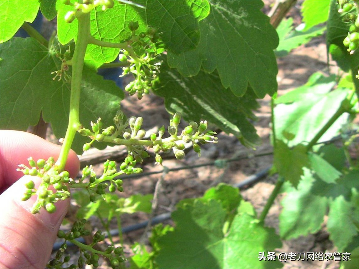 灰风暴葡萄灰霉病,霜霉病灰霉病什么情况易发生