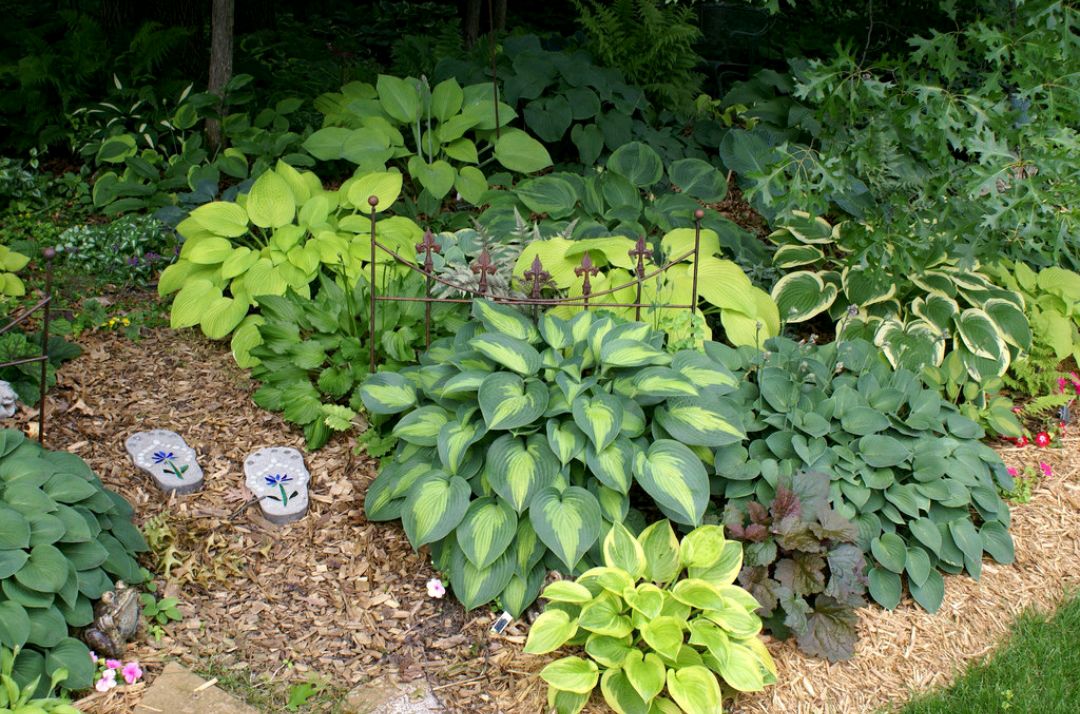 这“38种花”，当你开始收集品种时，你已入坑颇深