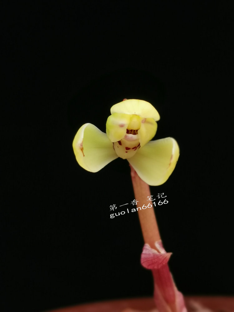 「花开欣赏」0340：春兰定缘梅单花竞开