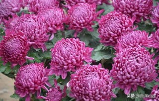 关于荷花梅花的红色诗词,梅花荷花菊花柳树月亮诗词大全集