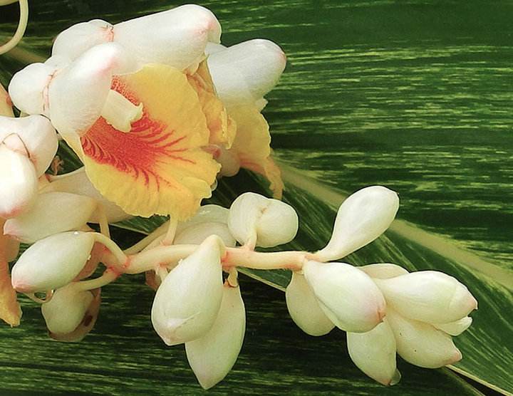 杜牧用豆蔻比喻少女,杜牧为什么用豆蔻形容少女