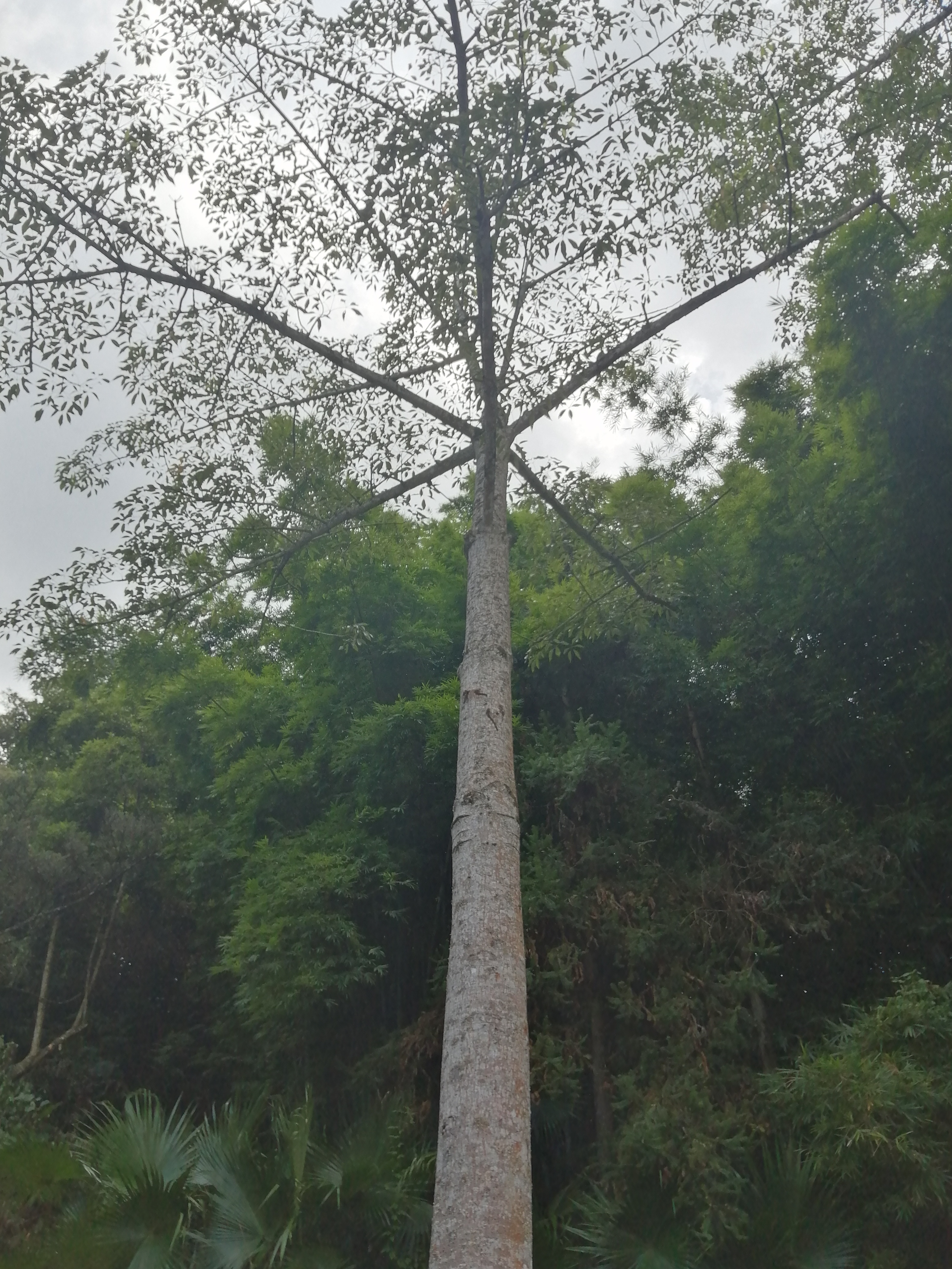 惠州罗浮山酥醪景区天然氧吧,罗浮山酥醪村天然氧吧民宿