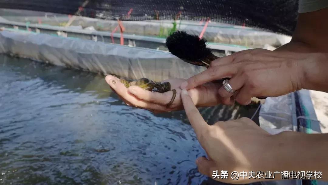 田间示范秀养黑水虻,田间示范秀稻田养鱼