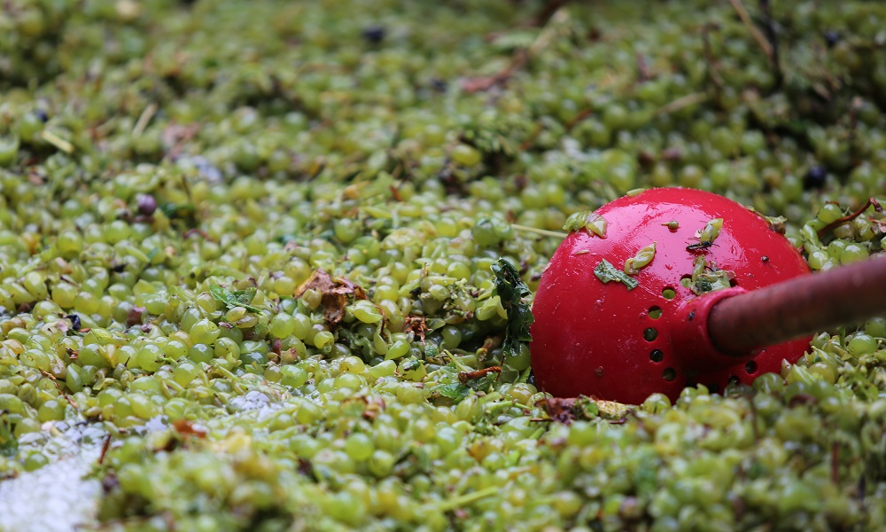 葡萄酒是怎么酿造出来的视频教学,真正的葡萄酒是怎样酿造的