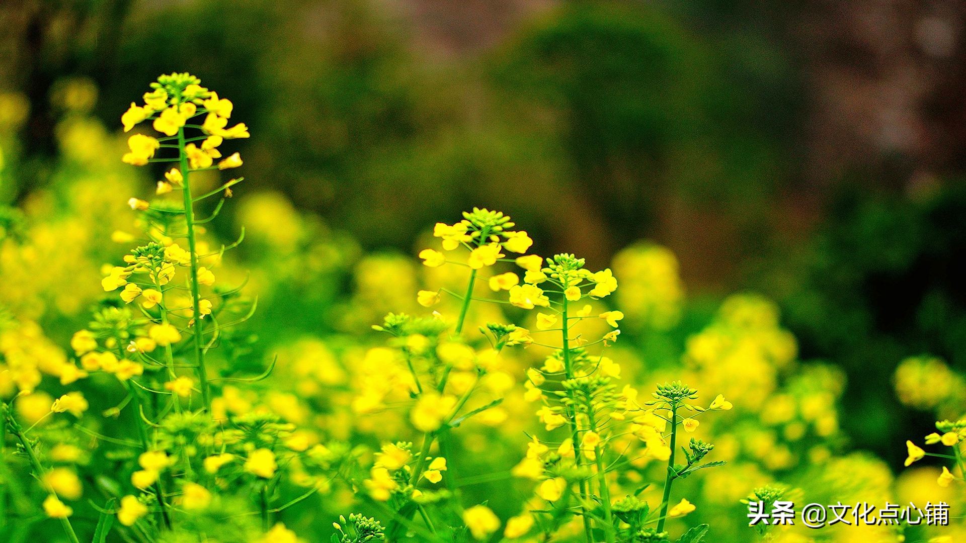 诗人春天去拜访朋友，吃了闭门羹，却写下一首宋诗绝唱，美了千年