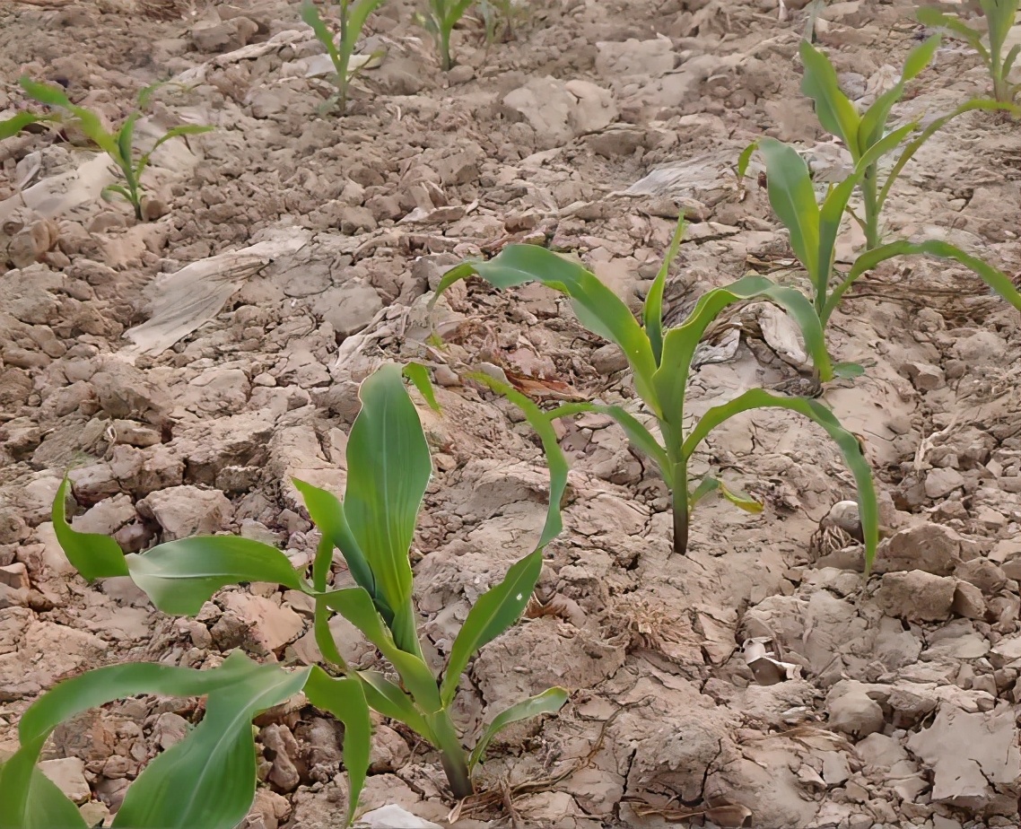 玉米三叶期缺磷,玉米缺磷肥的症状图片