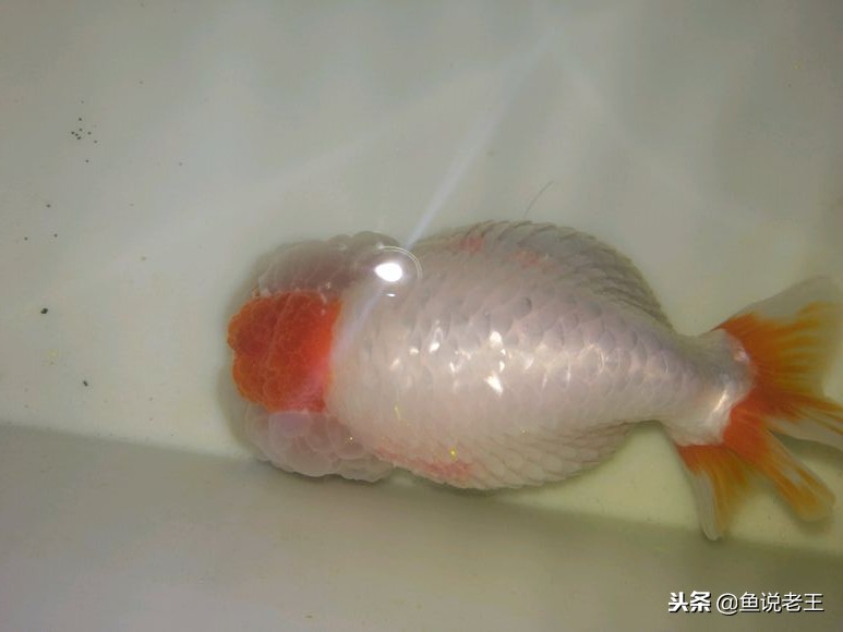 草金鱼趴缸的原因及解决方法,金鱼趴缸肚子长斑是怎么回事