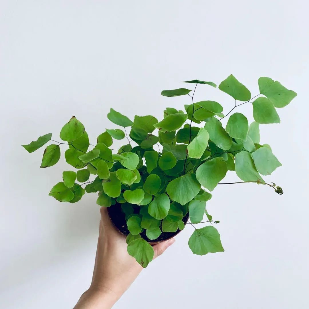 盆栽铁线蕨为啥买回家养一周叶子就蔫，北方暖房养护咋办？