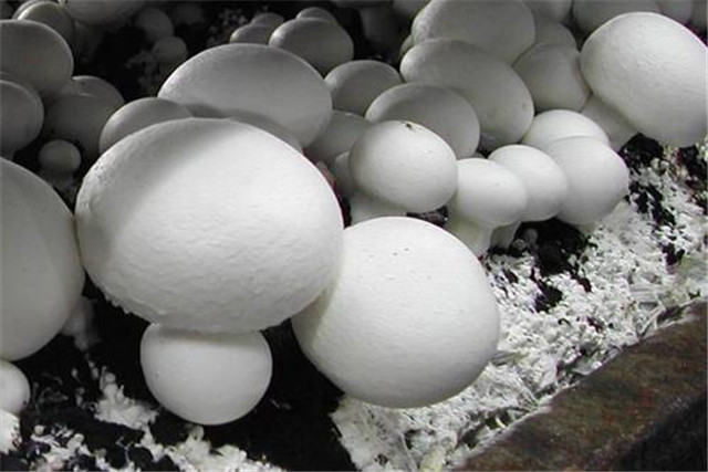 蘑菇栽培技术和管理,蘑菇栽培技术指导视频