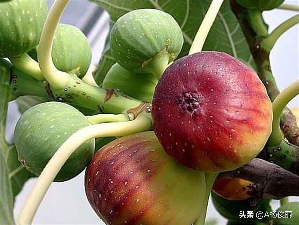 酿果酒酿酒技术教程大全,酿酒技术菠萝酒的酿制方法及功效