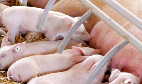 母猪产程过长的原因和解决方法,母猪产程过长危害大如何有效解决