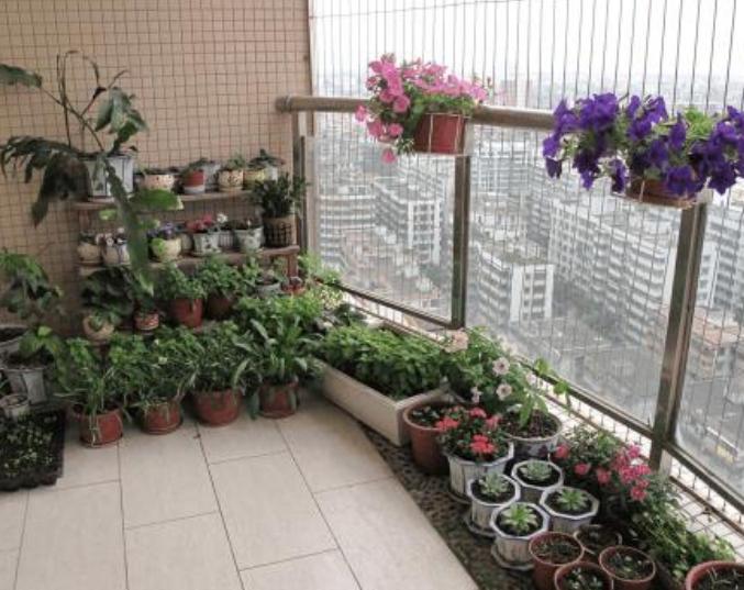 修剪花卉的注意事项,养花大全及修剪方法