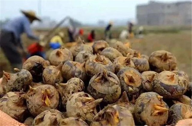 马蹄又名荸荠的栽培技术,荸荠种杨梅的栽培管理视频