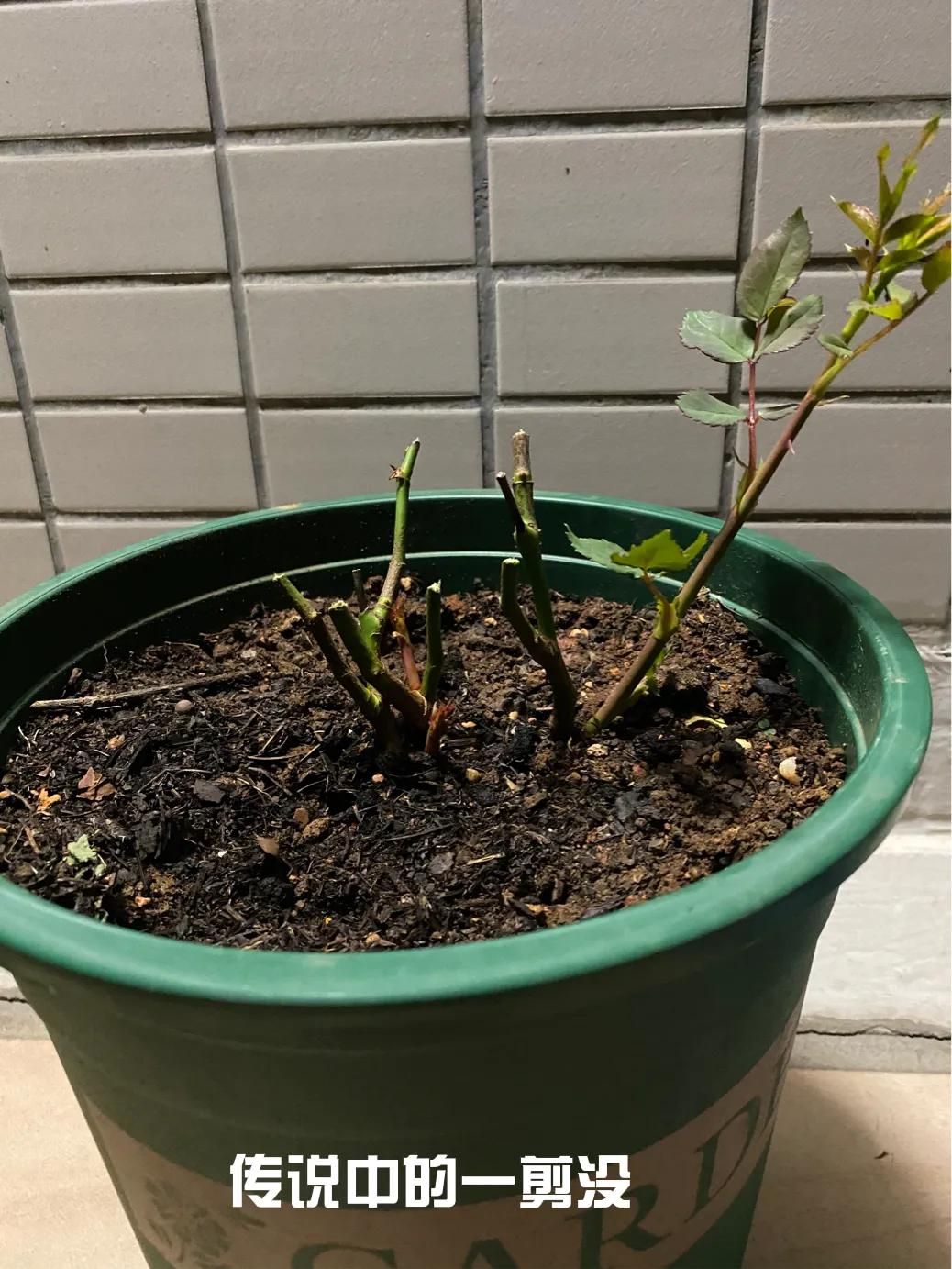 买月季花材料,买月季花违法吗