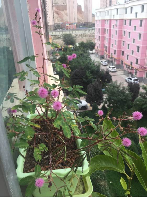 含羞草黄叶干枯怎么补救,含羞草叶片发黄枯萎怎么挽救