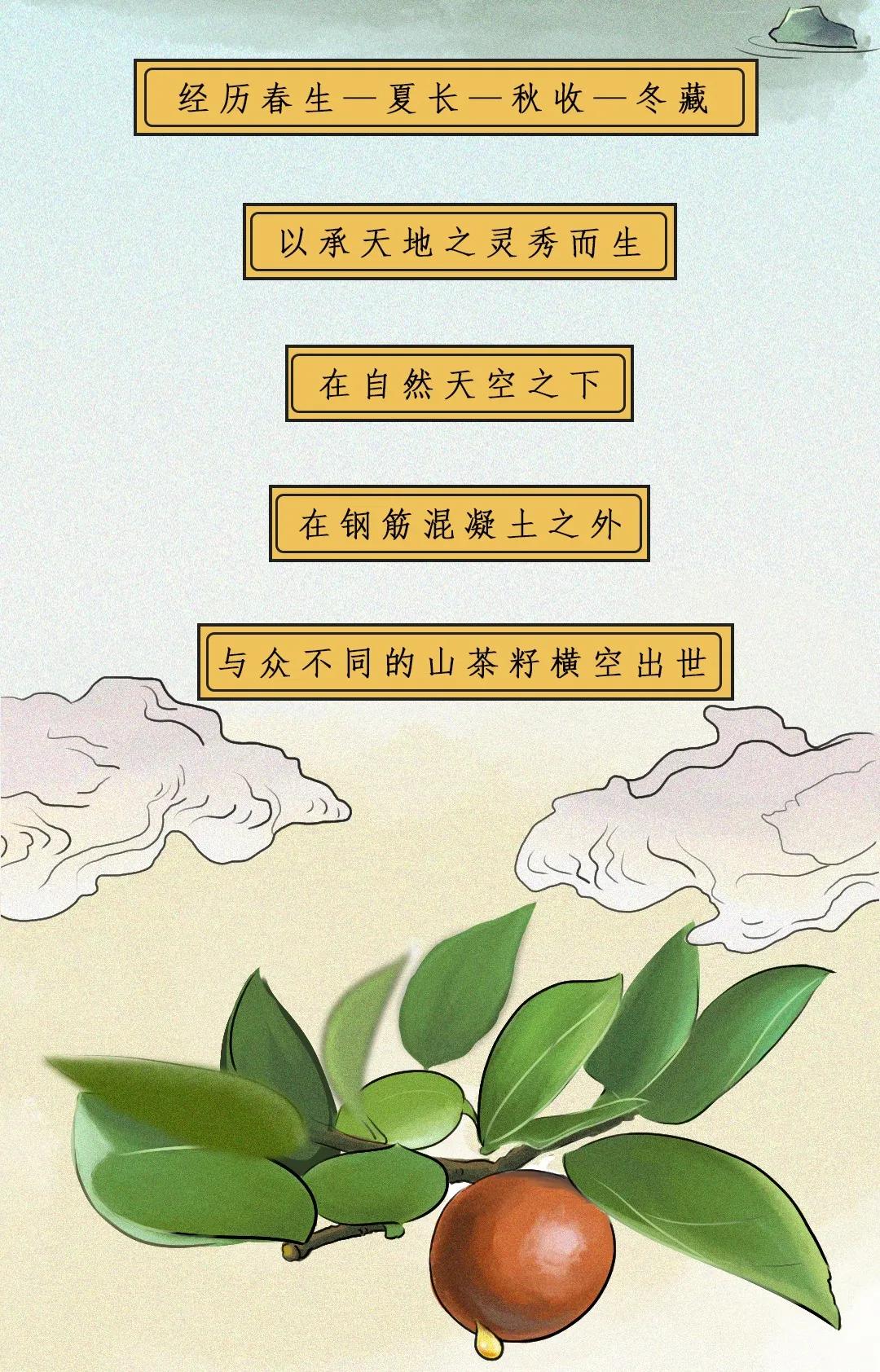 江西茶油树图片,江西茶油价格表